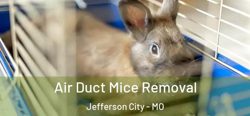  Air Duct Mice Removal Jefferson City - MO